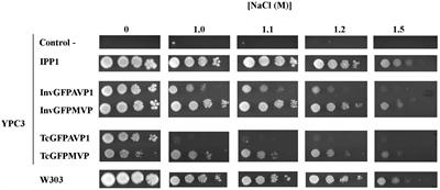 The H+-Translocating Inorganic Pyrophosphatase From Arabidopsis thaliana Is More Sensitive to Sodium Than Its Na+-Translocating Counterpart From Methanosarcina mazei